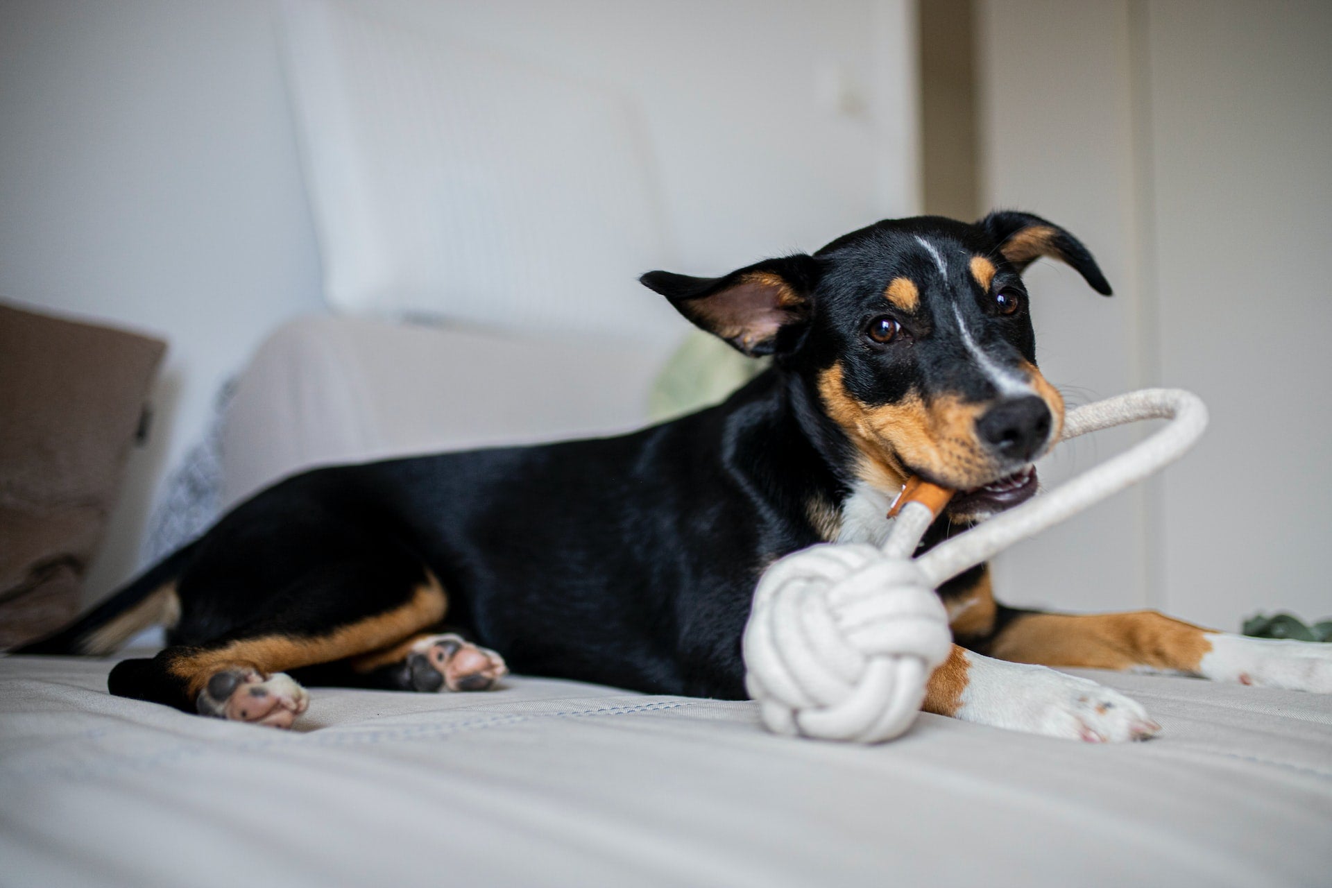 Effective Indoor Exercises for Your Dog